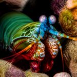 mantis shrimp eyes