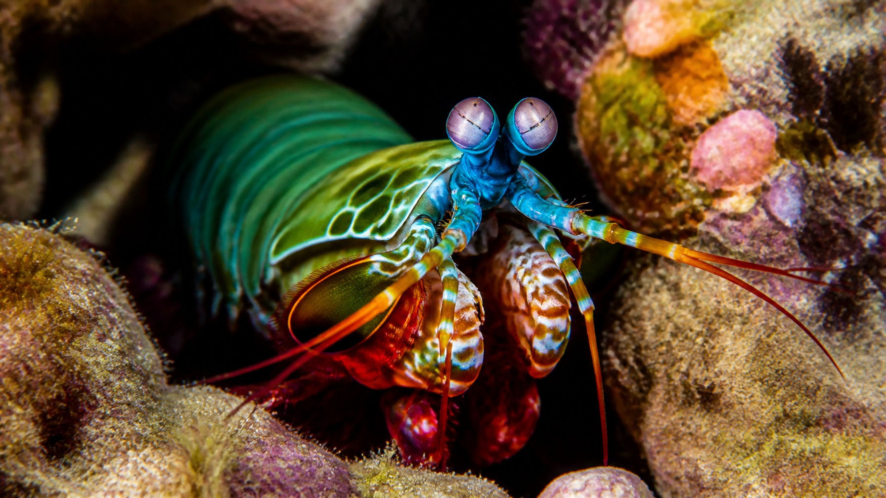 mantis shrimp eyes