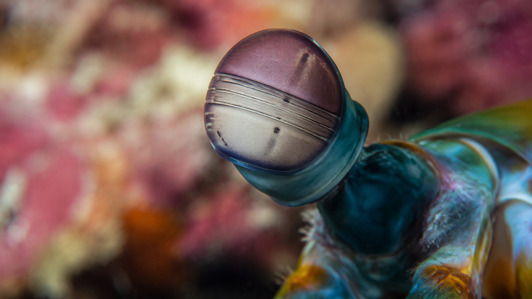 mantis shrimp eye